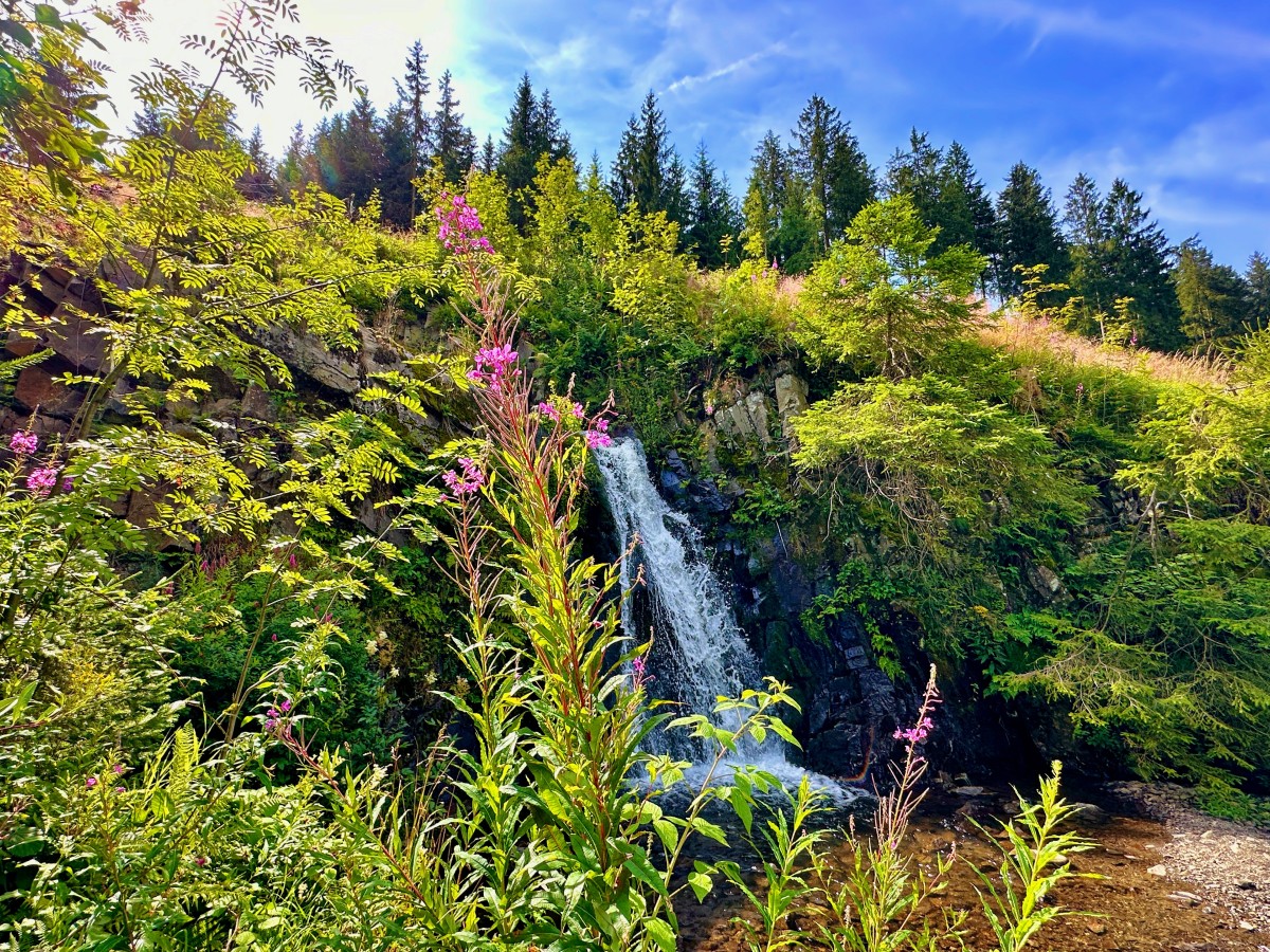 Harzer Wandernadel (Stempel 125, 126, WSK Spiegelthaler Wasserfall) – Der sechsundzwanzigste Wandertag – 18. Juli 2024