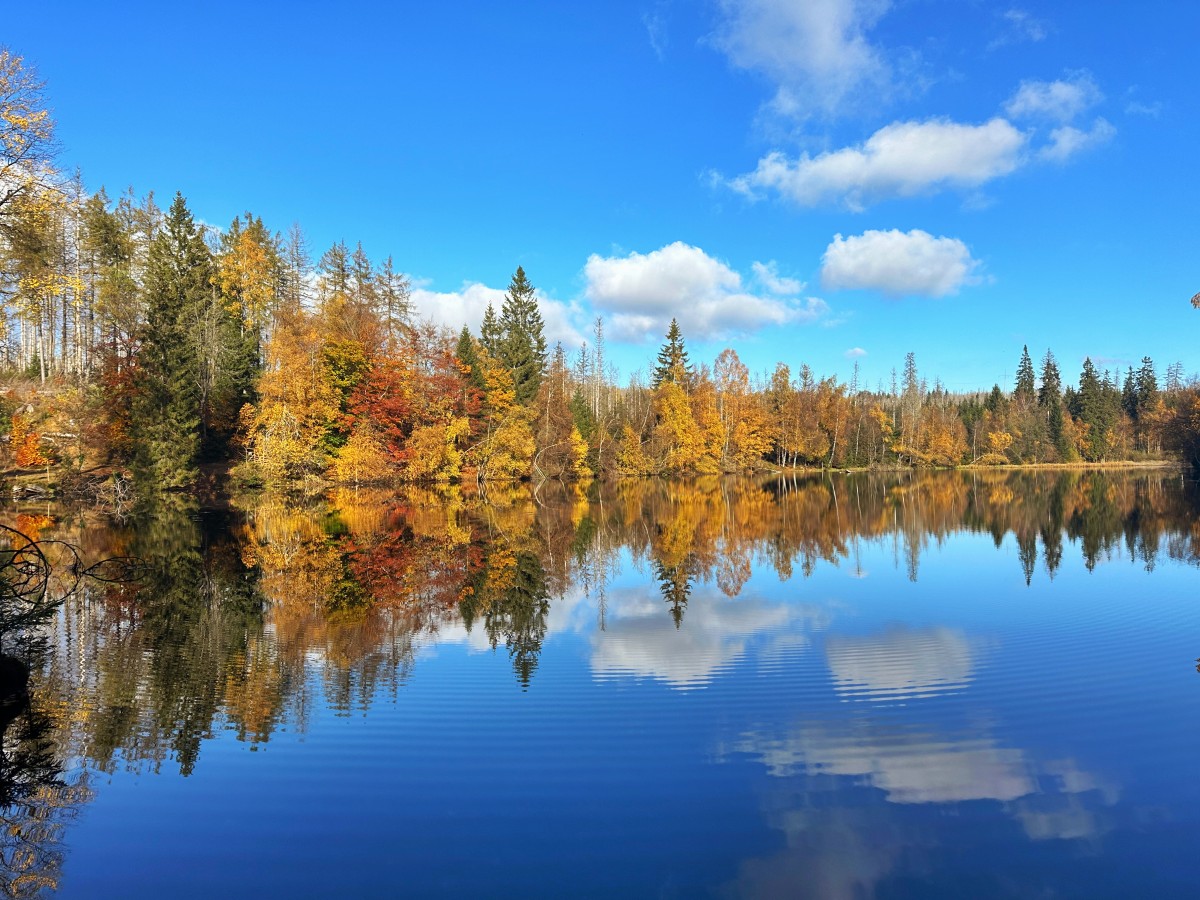 Harzer Wandernadel (Stempel 75, 123, 148) – Der einunddreißigste Wandertag – 23. Oktober 2024